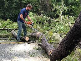 Best Storm Damage Tree Cleanup  in Arthurtown, SC