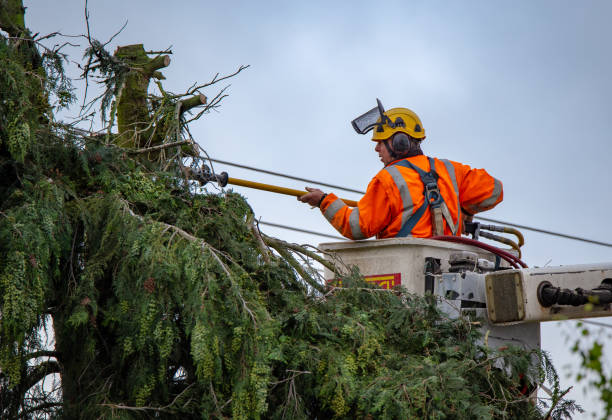 Professional Tree Removal Services in Arthurtown, SC