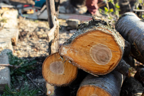 Best Fruit Tree Pruning  in Arthurtown, SC