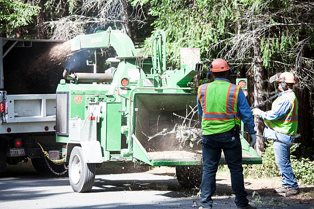 Best Tree Risk Assessment  in Arthurtown, SC