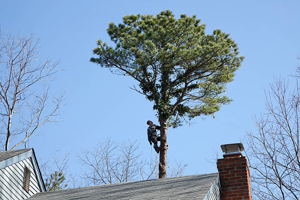 Best Lot and Land Clearing  in Arthurtown, SC